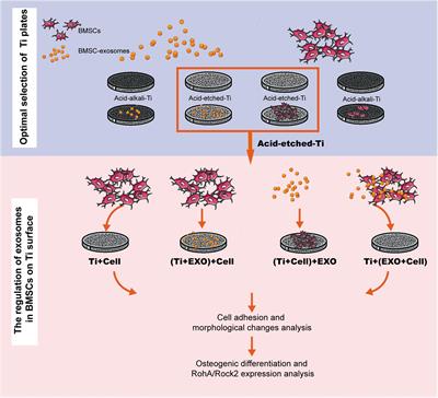 Frontiers | Exosomes Enhance Adhesion And Osteogenic Differentiation Of ...